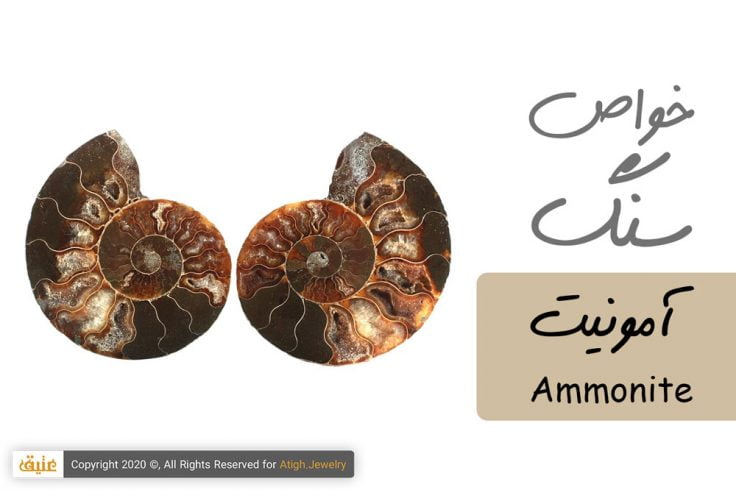 خواص فسیل آمونیت Ammonite